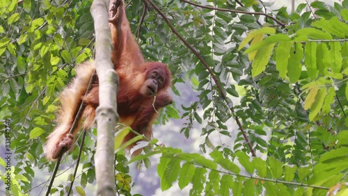 a low angle shot of a young orangutan eating a bamboo leaf in the rainforest of gunung leuser national park on sumatra, indonesia photo