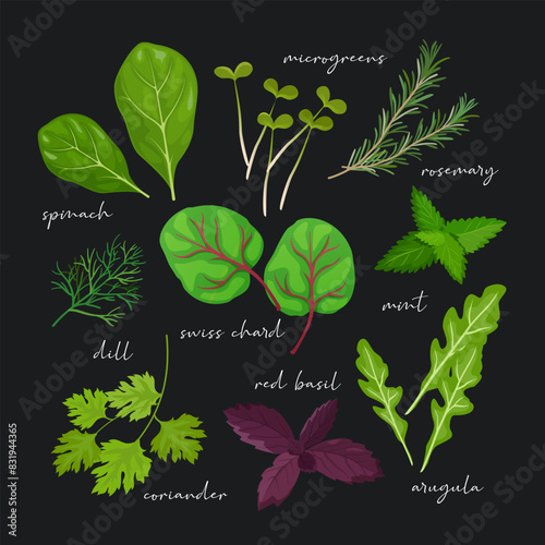 Different special herbs and leaves with spinach leaves, coriander,  red basil, arugula, rosemary, mint leaves, microgreens, dill, swiss chard
