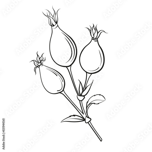 Black outline rosehip on white background. Hybrid tea rose