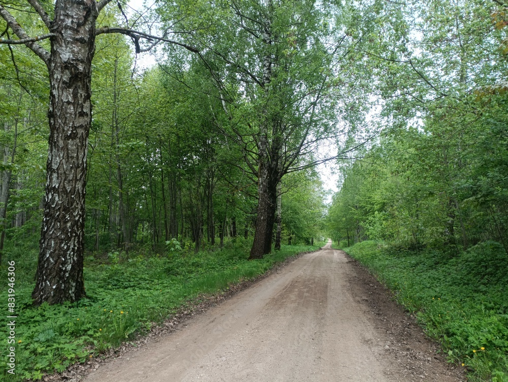 Salduve park during cloudy summer day. Pine and birch tree woodland. Small trees and bushes are growing in forest. Cloudy day. Nature. Salduves parkas. Salduve park during cloudy summer day. Pine and birch tree woodland. Small trees and bushes are growing in forest. Cloudy day. Nature. Salduves parkas.