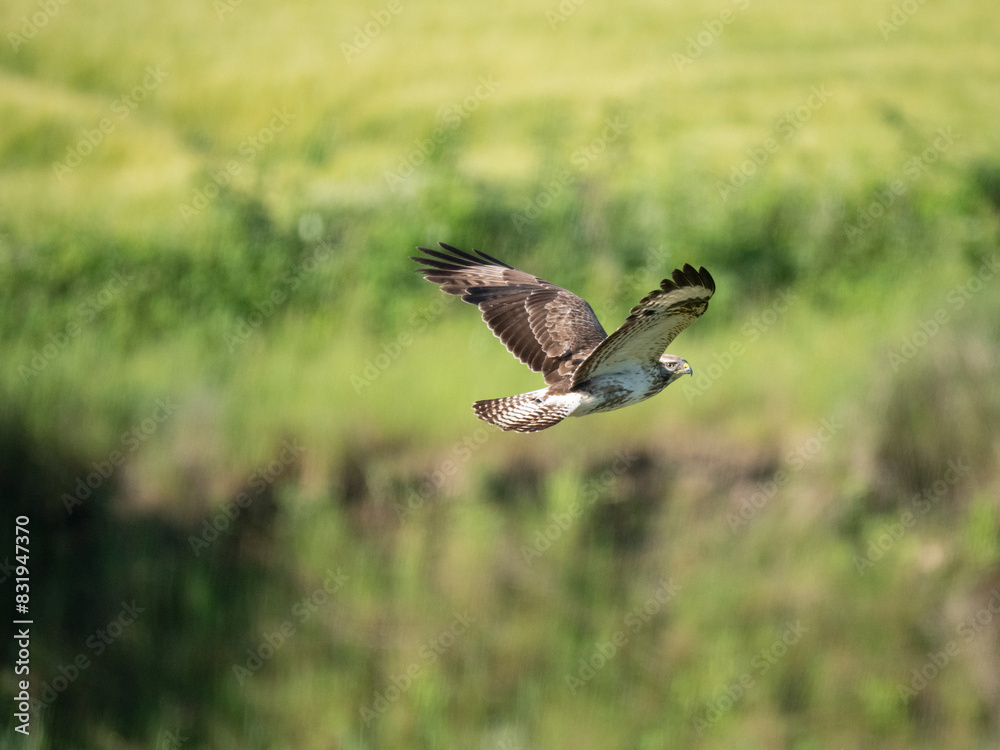 Fototapeta premium Mäusebussard (Buteo buteo)