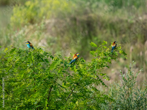 Bienenfresser (Merops apiaster) photo