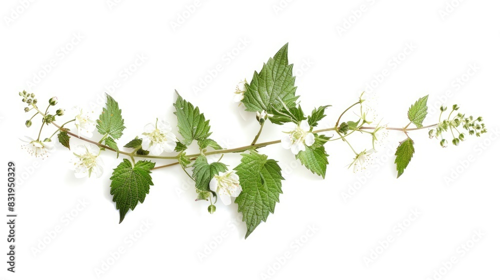 White Deadnettle or Stinging Nettle on a White Background White Deadnettle or Stinging Nettle on a White Background