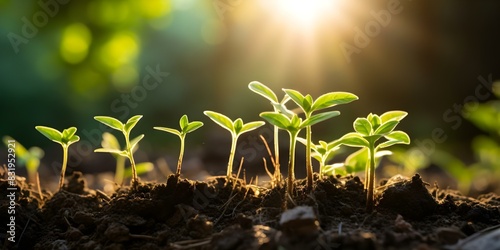 The Natural Growth Cycle of Young Plants in Sunlight. Concept Plant Growth, Sunlight Benefits, Photosynthesis Process, Youthful Vegetation, Natural Development photo
