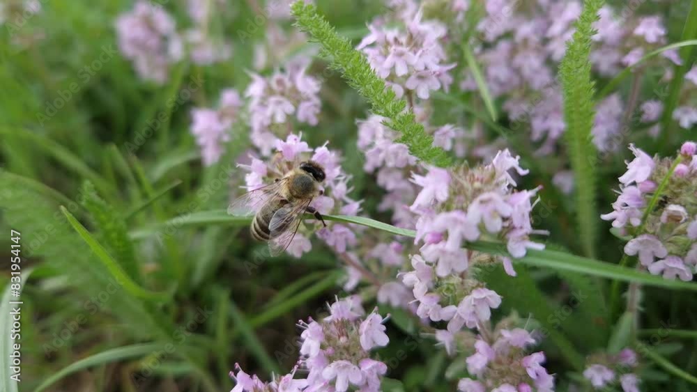 Closeup bee collects nectar from blooming wild creeping thyme herb. Honeybee picks pollen from pink blossoms of Thymus Serpyllum plant. Summertime pollination Closeup bee collects nectar from blooming wild creeping thyme herb. Honeybee picks pollen from pink blossoms of Thymus Serpyllum plant. Summertime pollination
