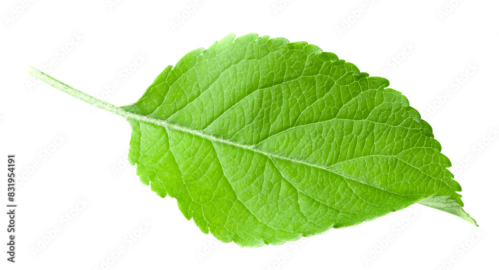 apple leaf isolated on white background. clipping path apple leaf isolated on white background. clipping path