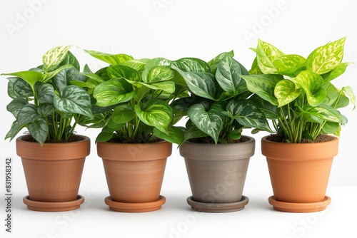 three potted plants are lined up in a row on a white surface