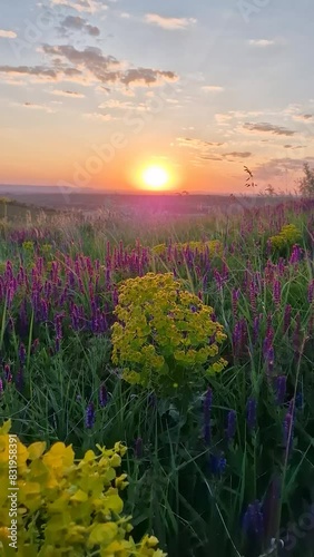 Summer sunset over the colorful blooming meadow with purple wild sage flowers and yellow cypress spurge blossoms photo