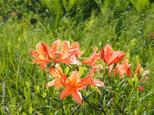 レンゲツツジの花 photo