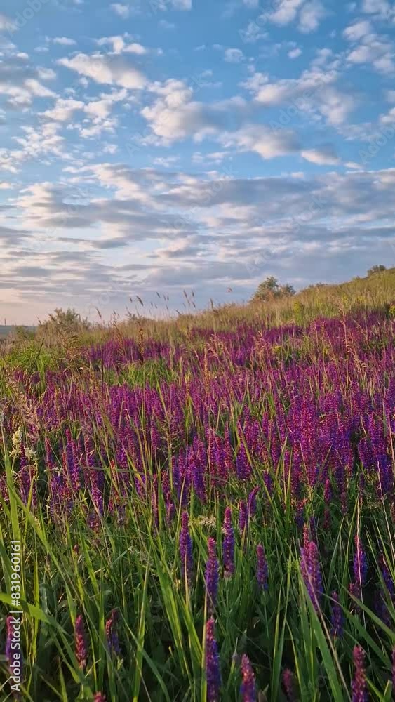 Picturesque summer scene in the meadow with blooming wild sage purple flowers. Fragrant Salvia nemorosa herb Picturesque summer scene in the meadow with blooming wild sage purple flowers. Fragrant Salvia nemorosa herb