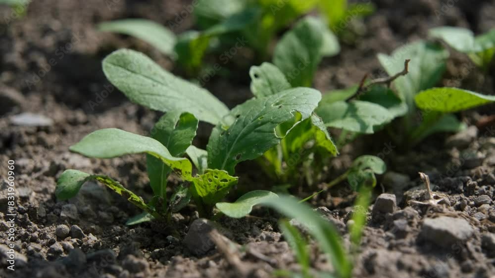 オーガニック野菜の発芽 虫くいあり オーガニック野菜の発芽 虫くいあり