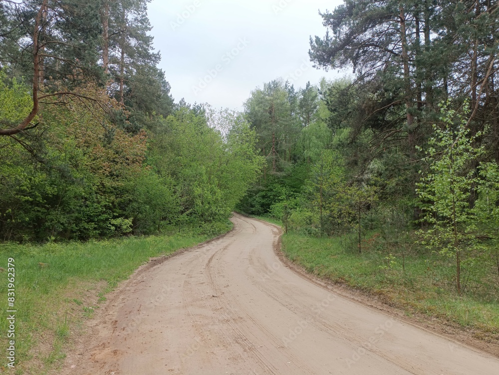 Salduve park during cloudy summer day. Pine and birch tree woodland. Small trees and bushes are growing in forest. Cloudy day. Nature. Salduves parkas. Salduve park during cloudy summer day. Pine and birch tree woodland. Small trees and bushes are growing in forest. Cloudy day. Nature. Salduves parkas.