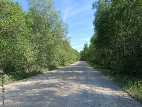 Rekyva forest during sunny summer day. Pine and birch tree woodland. Blueberry bushes are growing in woods. Sunny day with white and gray clouds in sky. Summer season. Nature. Rekyvos miskas.