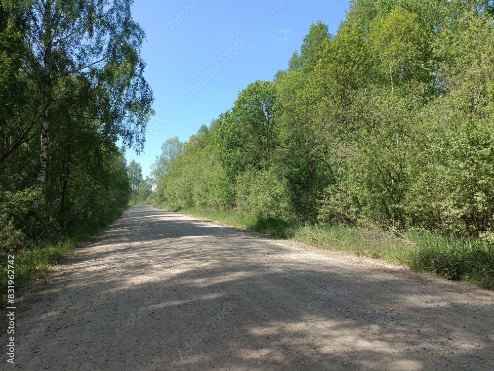 Rekyva forest during sunny summer day. Pine and birch tree woodland. Blueberry bushes are growing in woods. Sunny day with white and gray clouds in sky. Summer season. Nature. Rekyvos miskas. Rekyva forest during sunny summer day. Pine and birch tree woodland. Blueberry bushes are growing in woods. Sunny day with white and gray clouds in sky. Summer season. Nature. Rekyvos miskas.