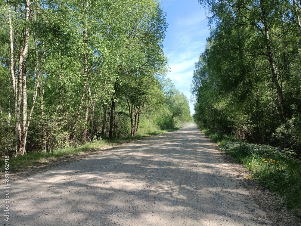 Rekyva forest during sunny summer day. Pine and birch tree woodland. Blueberry bushes are growing in woods. Sunny day with white and gray clouds in sky. Summer season. Nature. Rekyvos miskas. Rekyva forest during sunny summer day. Pine and birch tree woodland. Blueberry bushes are growing in woods. Sunny day with white and gray clouds in sky. Summer season. Nature. Rekyvos miskas.