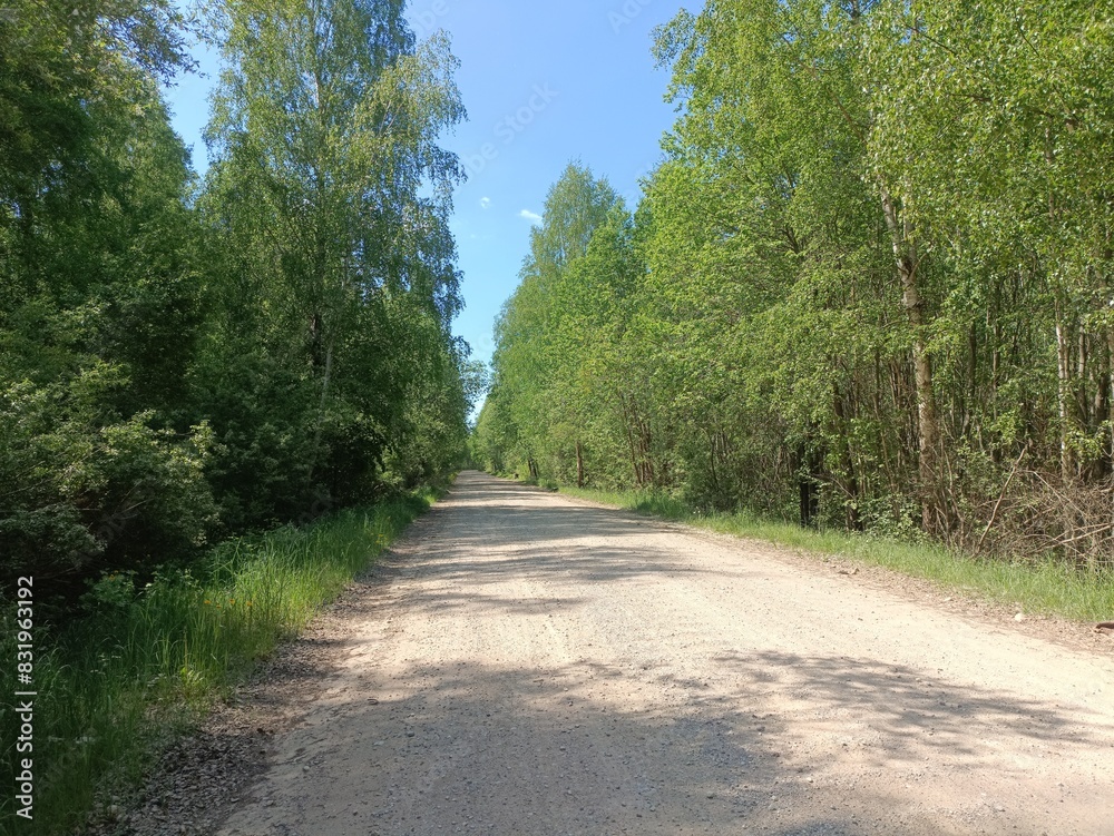 Rekyva forest during sunny summer day. Pine and birch tree woodland. Blueberry bushes are growing in woods. Sunny day with white and gray clouds in sky. Summer season. Nature. Rekyvos miskas. Rekyva forest during sunny summer day. Pine and birch tree woodland. Blueberry bushes are growing in woods. Sunny day with white and gray clouds in sky. Summer season. Nature. Rekyvos miskas.