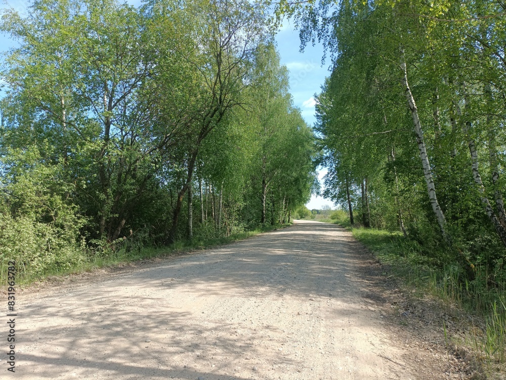 Rekyva forest during sunny summer day. Pine and birch tree woodland. Blueberry bushes are growing in woods. Sunny day with white and gray clouds in sky. Summer season. Nature. Rekyvos miskas. Rekyva forest during sunny summer day. Pine and birch tree woodland. Blueberry bushes are growing in woods. Sunny day with white and gray clouds in sky. Summer season. Nature. Rekyvos miskas.
