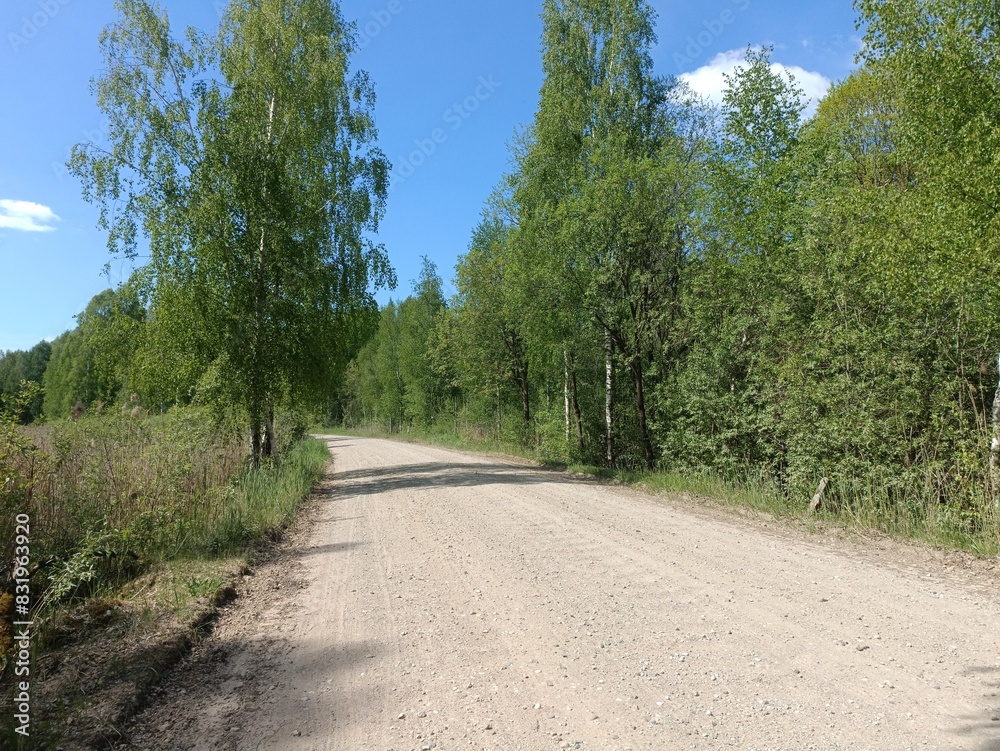Rekyva forest during sunny summer day. Pine and birch tree woodland. Blueberry bushes are growing in woods. Sunny day with white and gray clouds in sky. Summer season. Nature. Rekyvos miskas. Rekyva forest during sunny summer day. Pine and birch tree woodland. Blueberry bushes are growing in woods. Sunny day with white and gray clouds in sky. Summer season. Nature. Rekyvos miskas.