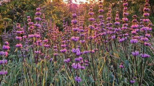 Phlomis tuberosa plant blooming in the woodland with a view to the sunset background. Sage leaf mullein flowering herb photo