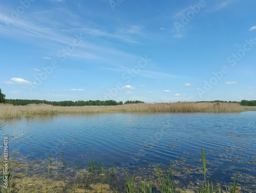 Small pond. Sunny day with white clouds in blue sky. Reeds are growing in pond. Nature.