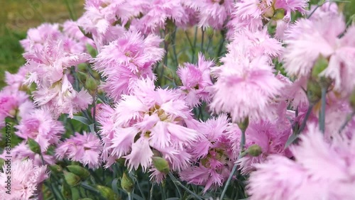 Closeup blooming common pink flowers Dianthus plumarius in the garden photo