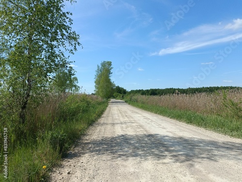 Rekyva forest during sunny summer day. Pine and birch tree woodland. Blueberry bushes are growing in woods. Sunny day with white and gray clouds in sky. Summer season. Nature. Rekyvos miskas.