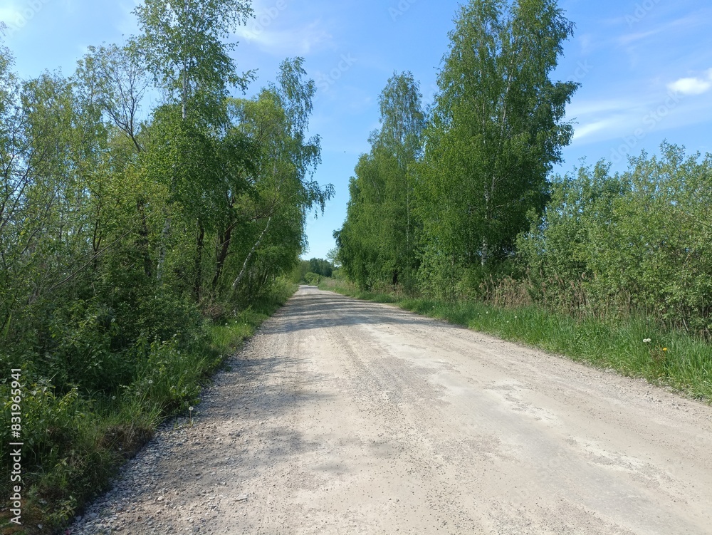 Rekyva forest during sunny summer day. Pine and birch tree woodland. Blueberry bushes are growing in woods. Sunny day with white and gray clouds in sky. Summer season. Nature. Rekyvos miskas. Rekyva forest during sunny summer day. Pine and birch tree woodland. Blueberry bushes are growing in woods. Sunny day with white and gray clouds in sky. Summer season. Nature. Rekyvos miskas.
