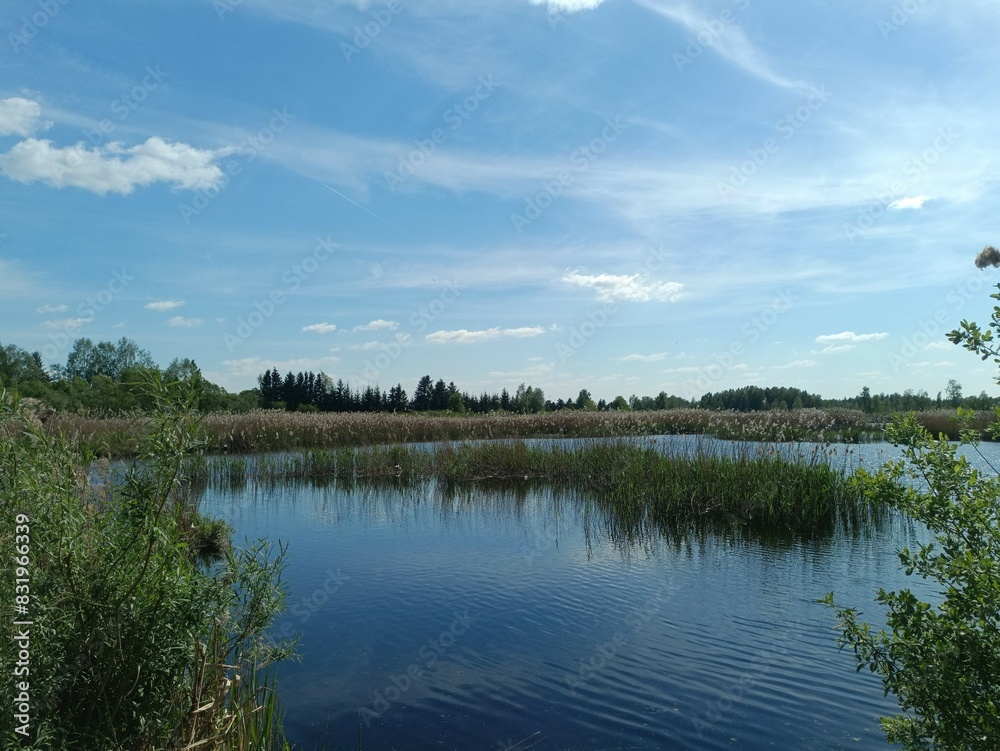 Small pond. Sunny day with white clouds in blue sky. Reeds are growing in pond. Nature. Small pond. Sunny day with white clouds in blue sky. Reeds are growing in pond. Nature.