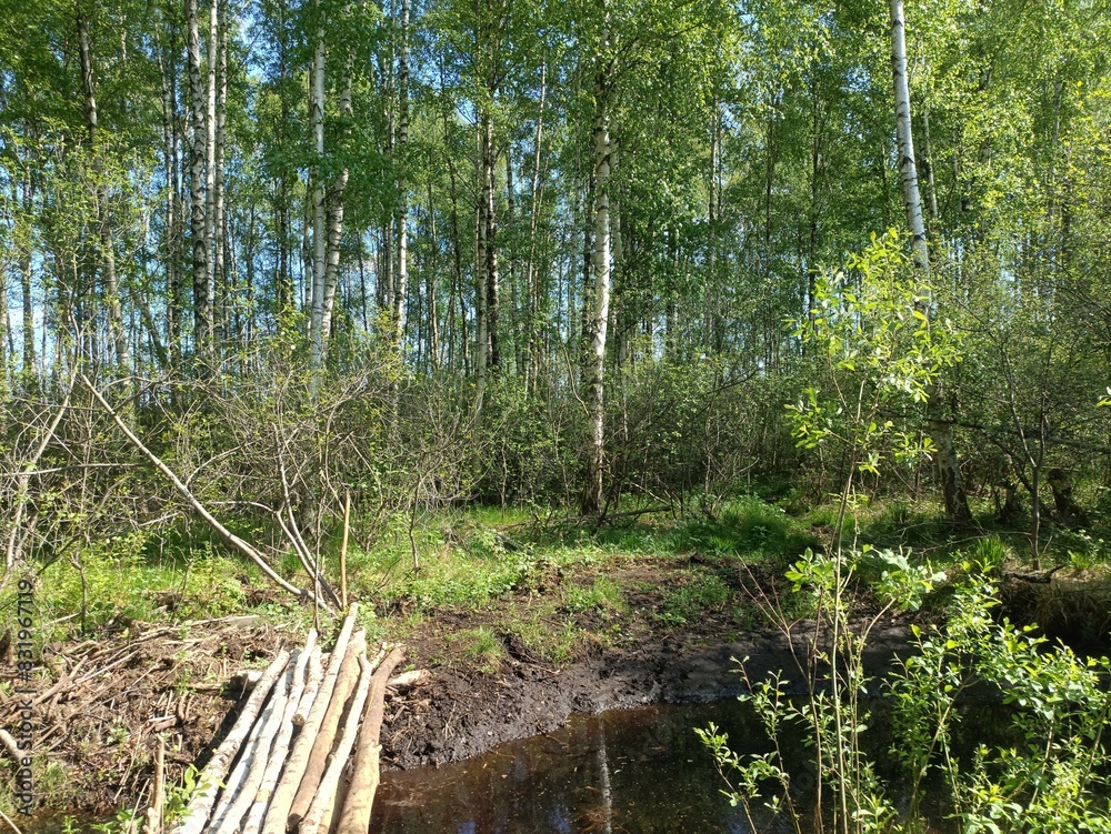 Rekyva forest during sunny summer day. Pine and birch tree woodland. Blueberry bushes are growing in woods. Sunny day with white and gray clouds in sky. Summer season. Nature. Rekyvos miskas. Rekyva forest during sunny summer day. Pine and birch tree woodland. Blueberry bushes are growing in woods. Sunny day with white and gray clouds in sky. Summer season. Nature. Rekyvos miskas.
