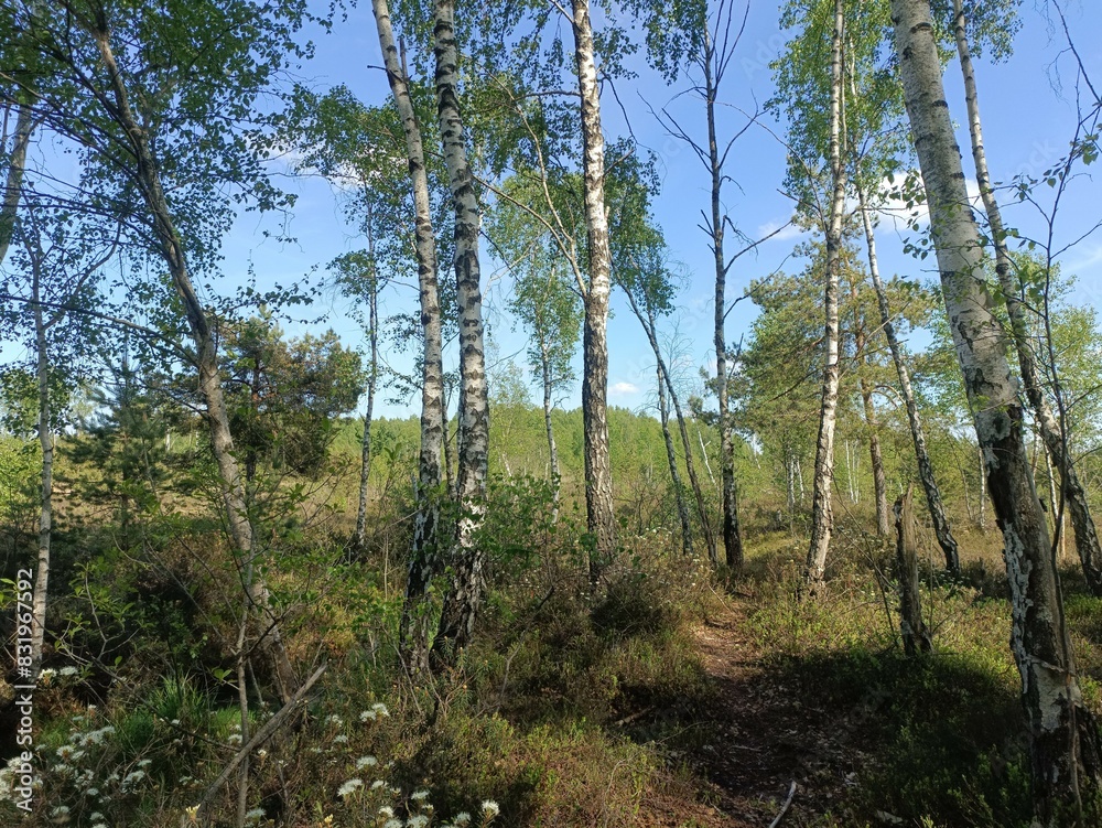 Rekyva forest during sunny summer day. Pine and birch tree woodland. Blueberry bushes are growing in woods. Sunny day with white and gray clouds in sky. Summer season. Nature. Rekyvos miskas. Rekyva forest during sunny summer day. Pine and birch tree woodland. Blueberry bushes are growing in woods. Sunny day with white and gray clouds in sky. Summer season. Nature. Rekyvos miskas.