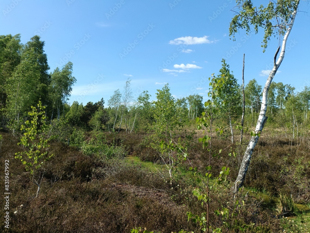 Rekyva forest during sunny summer day. Pine and birch tree woodland. Blueberry bushes are growing in woods. Sunny day with white and gray clouds in sky. Summer season. Nature. Rekyvos miskas. Rekyva forest during sunny summer day. Pine and birch tree woodland. Blueberry bushes are growing in woods. Sunny day with white and gray clouds in sky. Summer season. Nature. Rekyvos miskas.