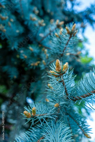 Close-up of blue fir tree branches. Nature winter background,