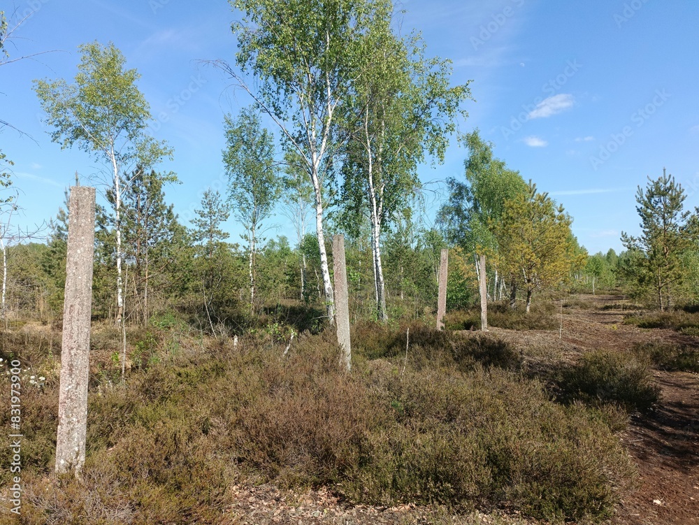 Rekyva forest during sunny summer day. Pine and birch tree woodland. Blueberry bushes are growing in woods. Sunny day with white and gray clouds in sky. Summer season. Nature. Rekyvos miskas.