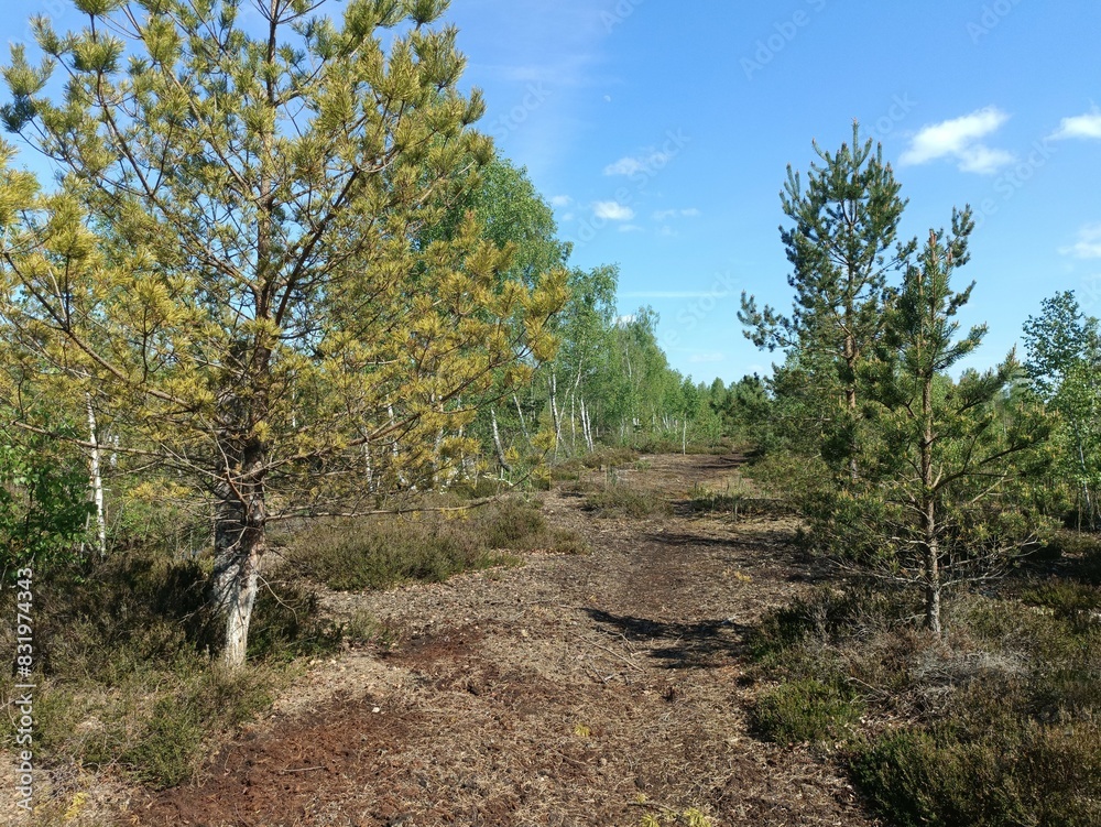 Rekyva forest during sunny summer day. Pine and birch tree woodland. Blueberry bushes are growing in woods. Sunny day with white and gray clouds in sky. Summer season. Nature. Rekyvos miskas. Rekyva forest during sunny summer day. Pine and birch tree woodland. Blueberry bushes are growing in woods. Sunny day with white and gray clouds in sky. Summer season. Nature. Rekyvos miskas.