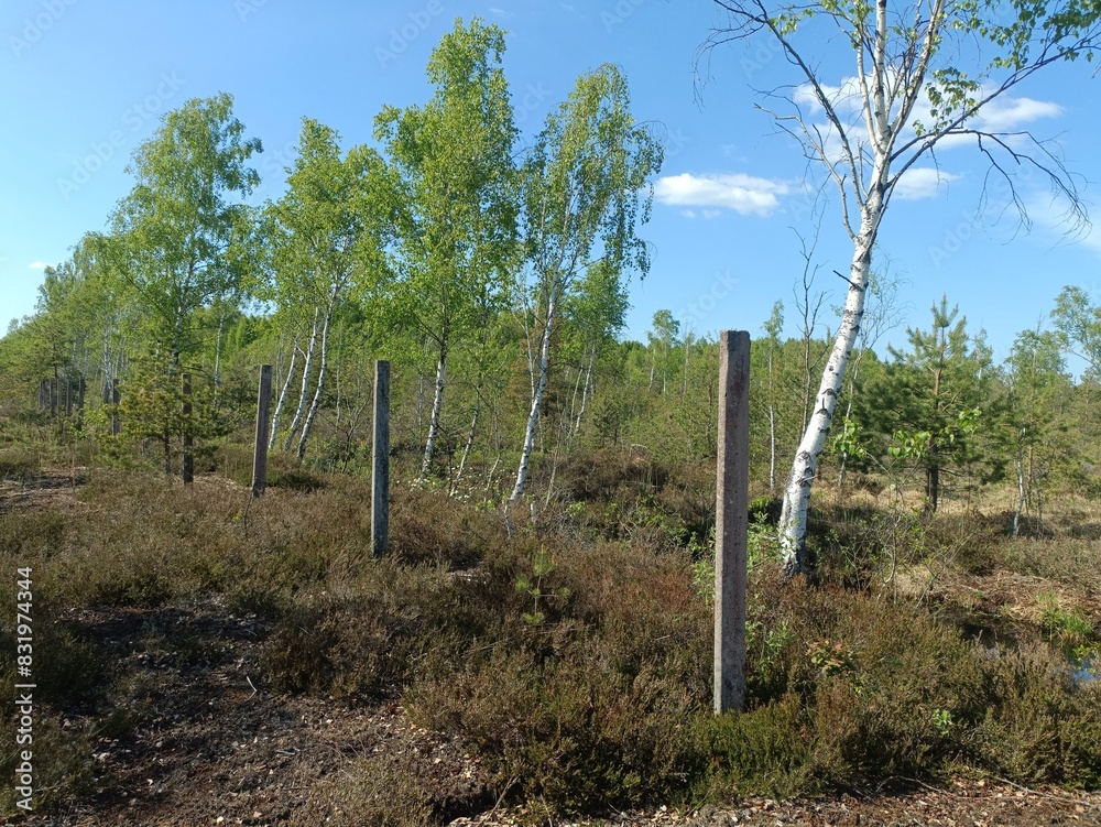 Rekyva forest during sunny summer day. Pine and birch tree woodland. Blueberry bushes are growing in woods. Sunny day with white and gray clouds in sky. Summer season. Nature. Rekyvos miskas. Rekyva forest during sunny summer day. Pine and birch tree woodland. Blueberry bushes are growing in woods. Sunny day with white and gray clouds in sky. Summer season. Nature. Rekyvos miskas.