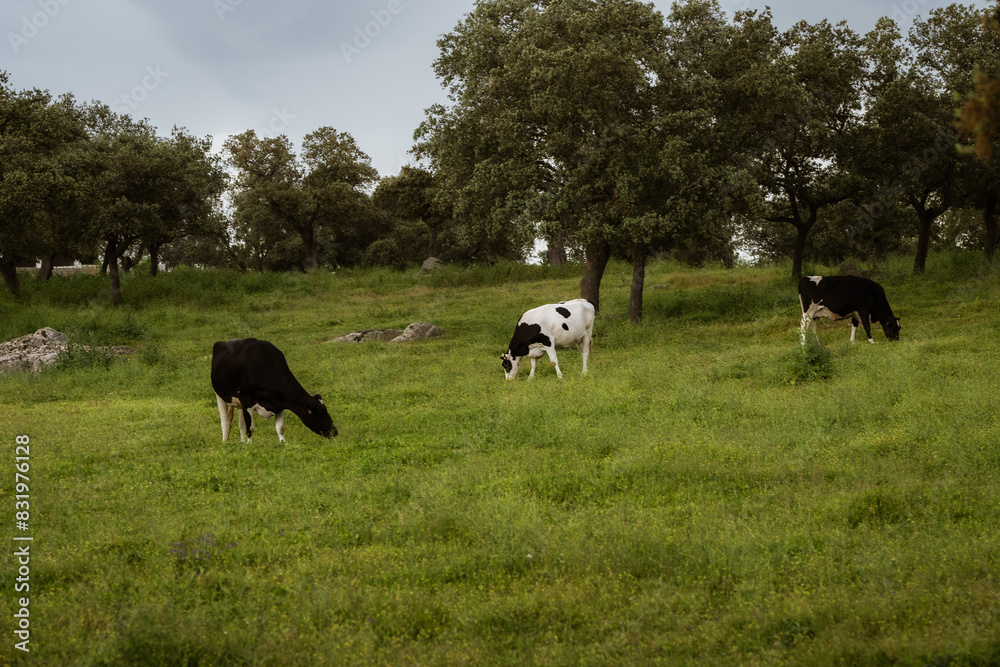 Three cows grazing in a lush green pasture. Three cows grazing in a lush green pasture.