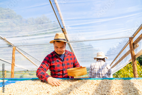 Group of Asian man and woman farmer drying raw coffee beans in the sun at coffee plantation in Chiang Mai, Thailand. Farm worker harvest and process organic arabica coffee bean in greenhouse. © CandyRetriever 
