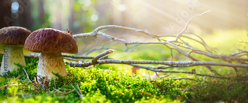 Art cep Porcini mushroom on the moss in summer sunny forest glade. Summer Nature background.