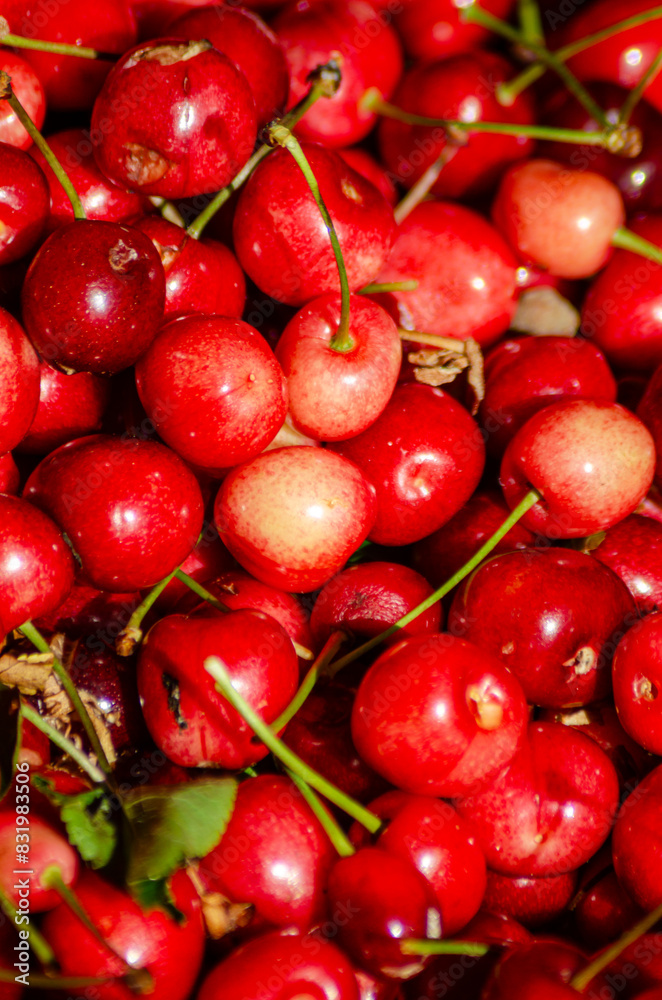 background of organically grown ripe red cherries, spring fruit concept. Selective focus background of organically grown ripe red cherries, spring fruit concept. Selective focus