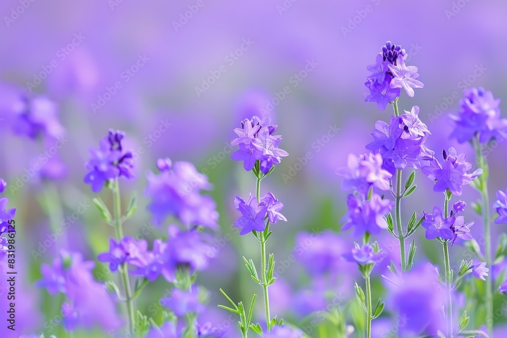 Vibrant purple wildflowers blooming in a field Vibrant purple wildflowers blooming in a field