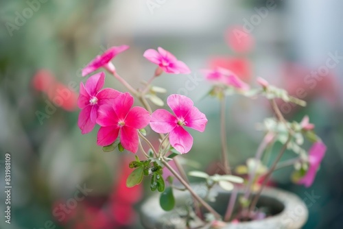 Vibrant pink flowers in bloom