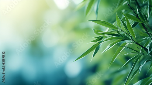 Bamboo leaves. The sun is shining through the leaves. Leaves are green and lush.