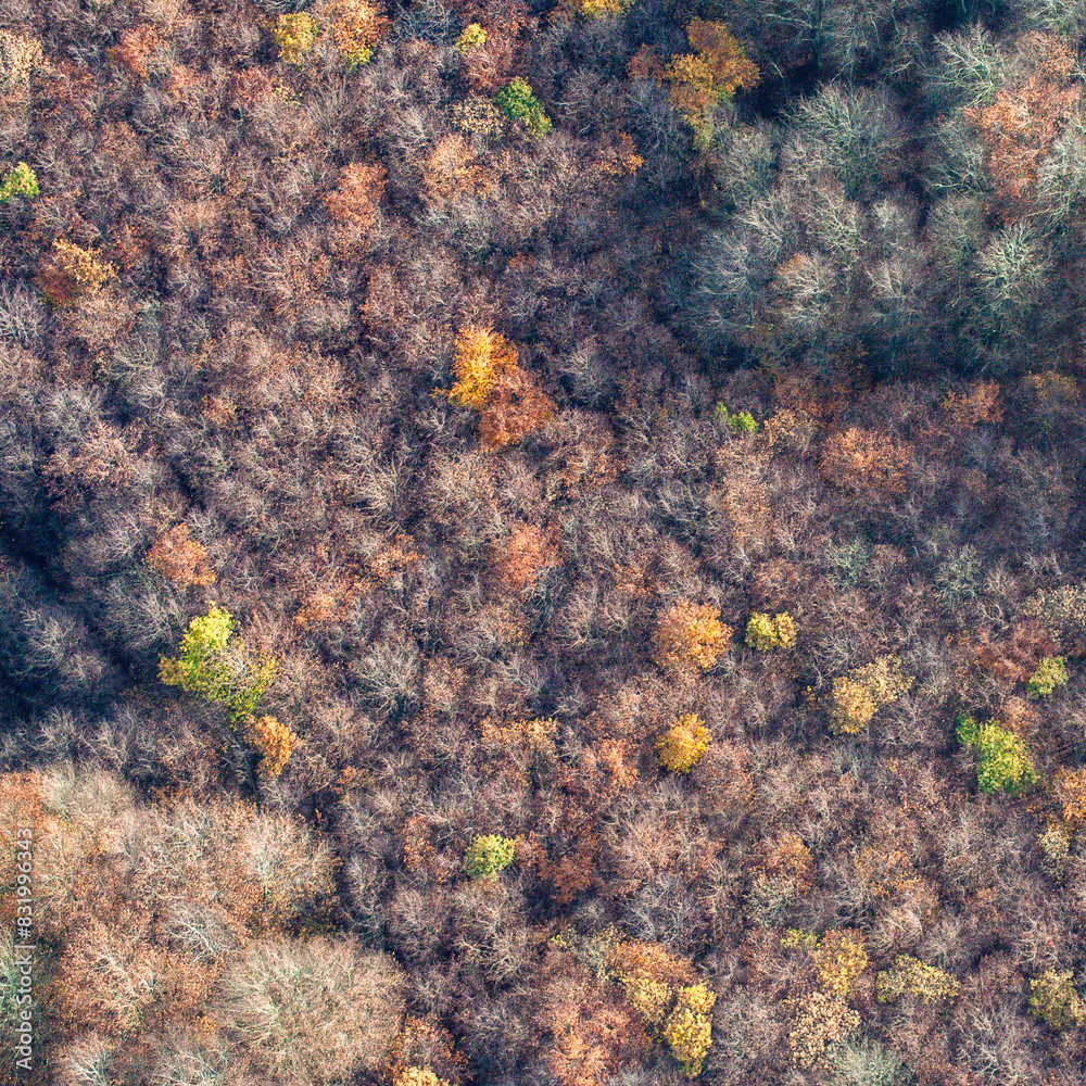 vue aérienne de forêts à l'automne en France vue aérienne de forêts à l'automne en France