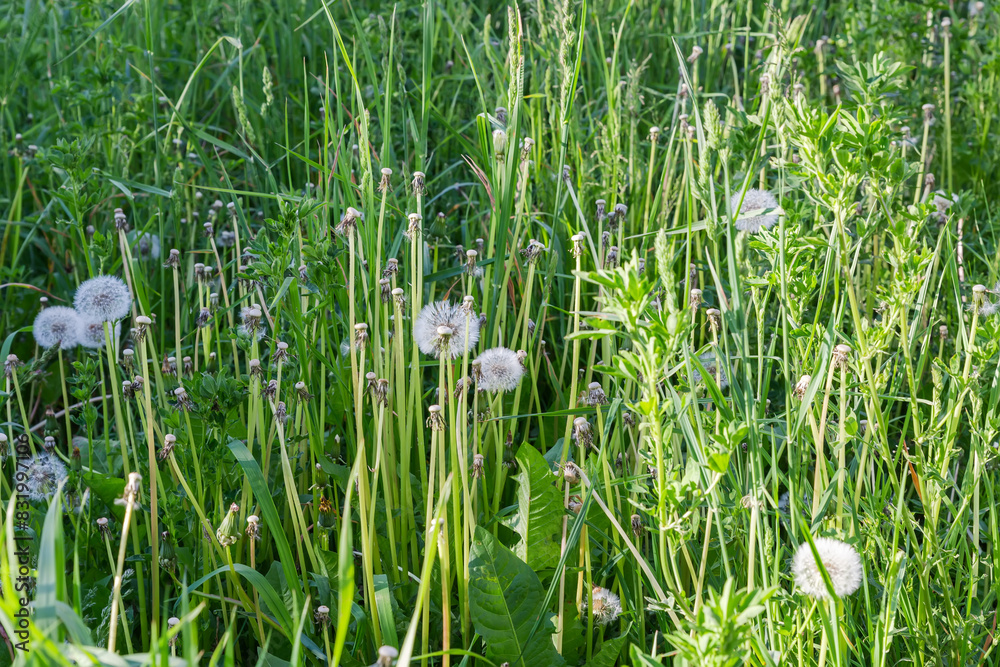Different high grass with stems of ripe dandelion on meadow Different high grass with stems of ripe dandelion on meadow