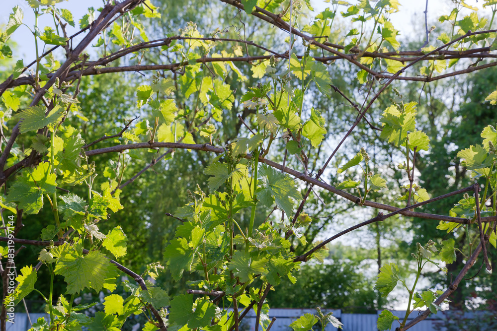Fototapeta premium Branches of vine with young leaves and flower buds