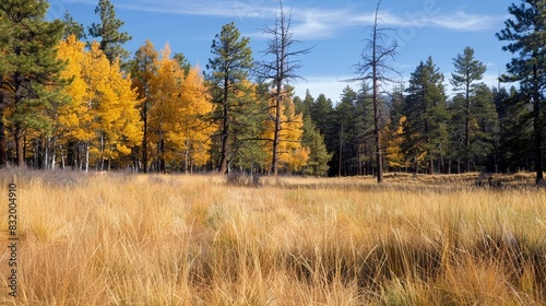 A meadow with tall yellow grass and trees in autumn colors.