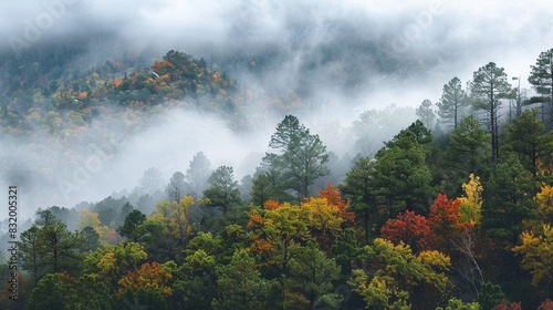 A mountain range covered in mist and trees