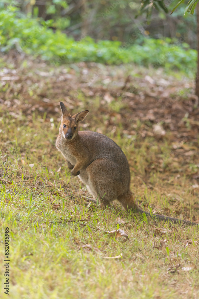 野生のワラビー、Wild Wallaby 野生のワラビー、Wild Wallaby