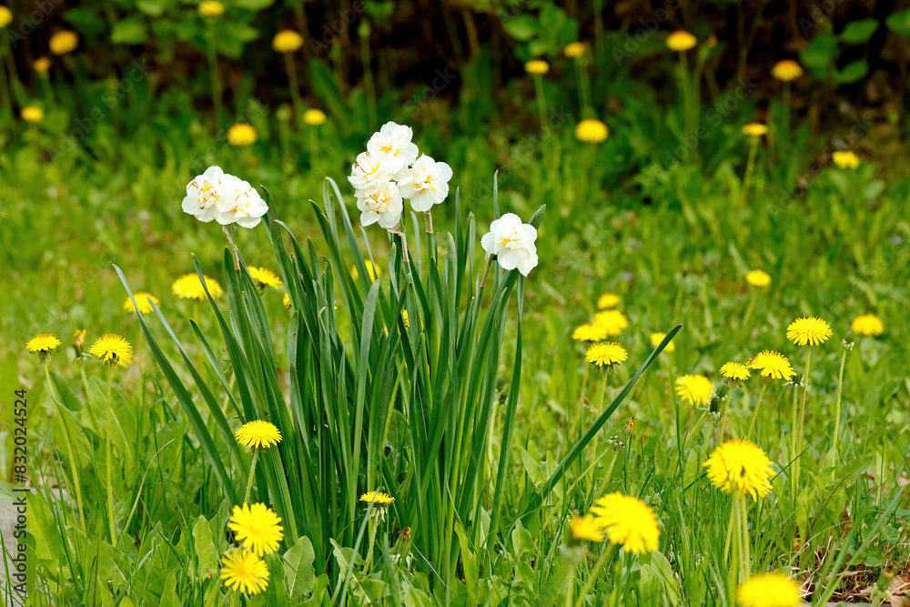 Dandelions and bridal crown blooming in garden Dandelions and bridal crown blooming in garden