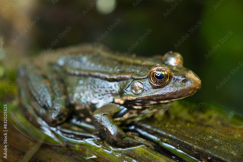 Aga toad, bufo marinus sitting on a tree log, amphibian inhabitant in wetland eco system, Haff Reimech Aga toad, bufo marinus sitting on a tree log, amphibian inhabitant in wetland eco system, Haff Reimech